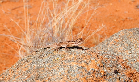 20100403-DSC_0209 Dragon on rock_cpd_450w.jpg